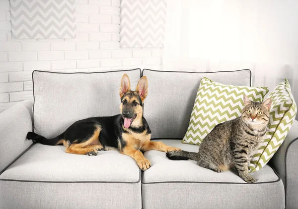 Niedliche Katze und lustiger Hund — Stockfoto