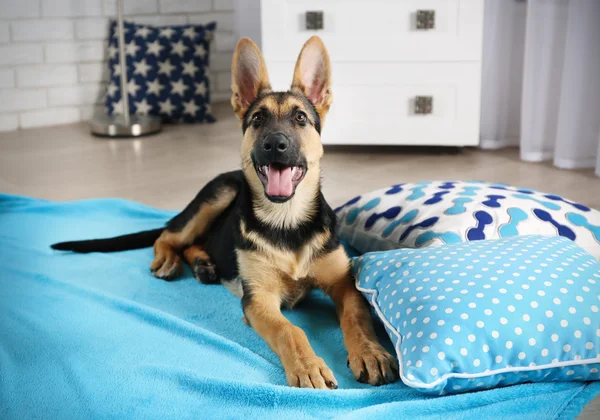 Lindo pastor de perros — Foto de Stock