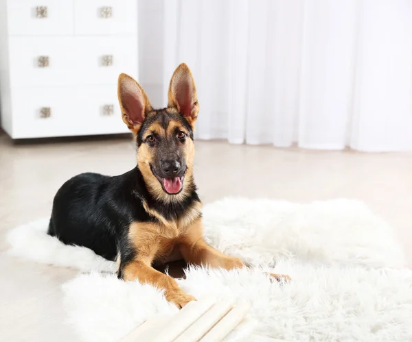 Cute dog shepherd on carpet — Stock Photo, Image