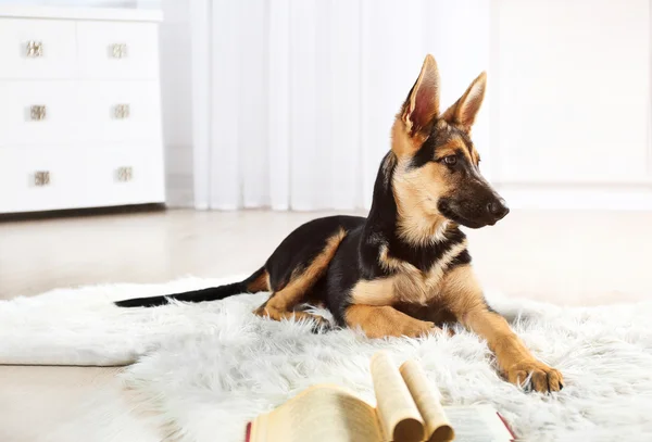 Ładny pies Owczarek na dywanie — Zdjęcie stockowe