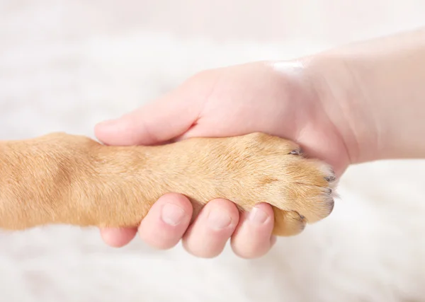 Dog paw and human hand