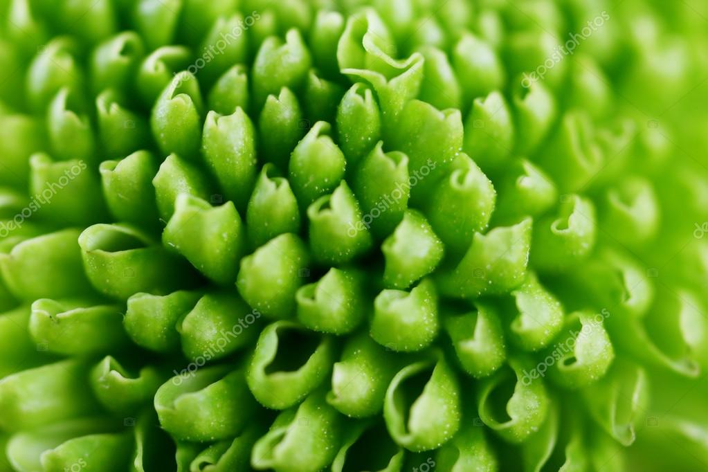 Beautiful green flower Stock Photo by ©belchonock 118556692