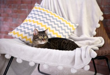 Sandalye üzerinde şirin Gri kedi