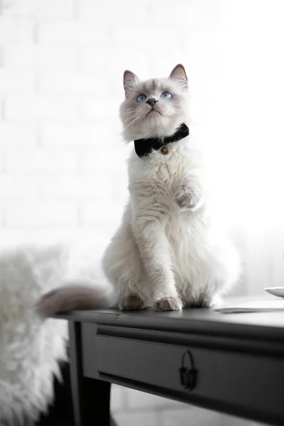 Gato de punto de color con pajarita — Foto de Stock