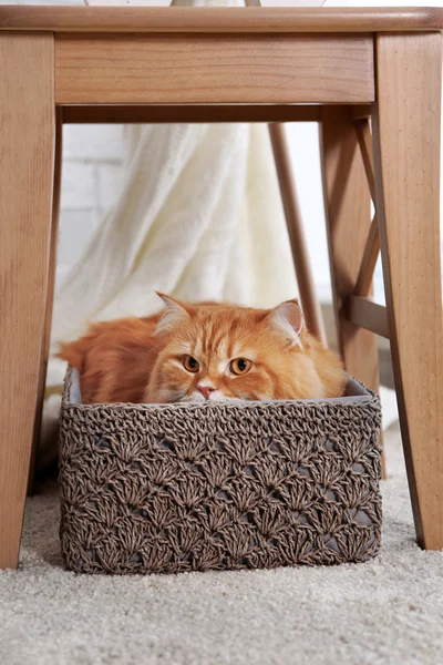 Cute ginger cat — Stock Photo, Image