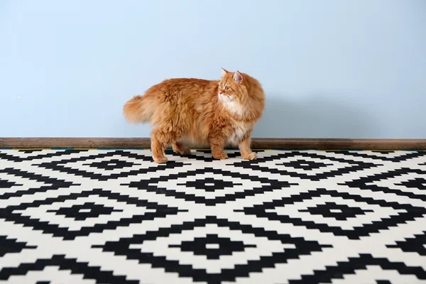 Симпатичный рыжий кот на ковре — стоковое фото