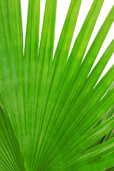 Hojas verdes, primer plano — Foto de Stock