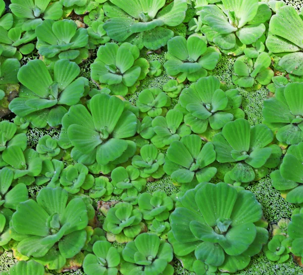 Foglie verdi sfondo — Foto Stock