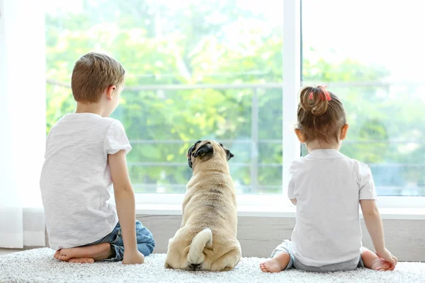 Back Kids Pug Home — Stock Photo, Image