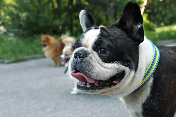 Buldogue bonito andando no parque — Fotografia de Stock