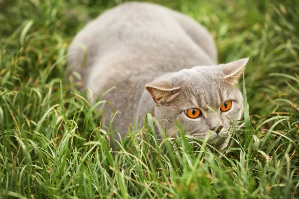 灰色の猫草 — ストック写真