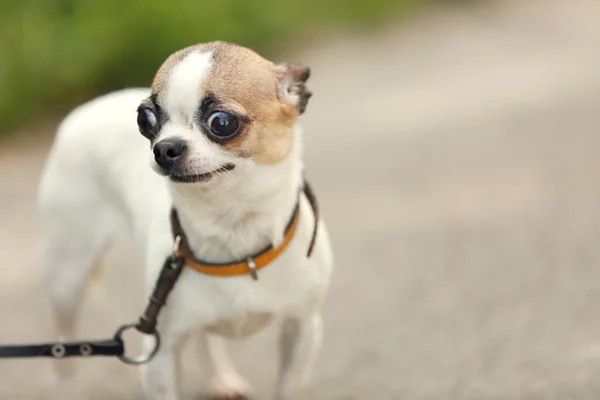 Walking dog in park — Stock Photo, Image