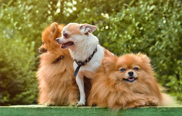 Lindos perros en el parque — Foto de Stock