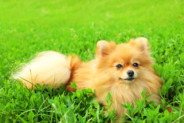 Lindo perro esponjoso — Foto de Stock