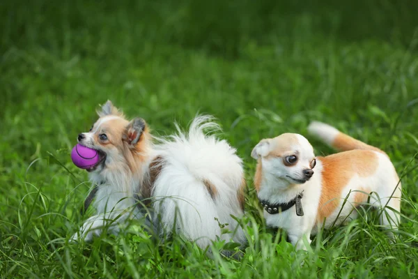 Lindos perros jugando sobre hierba verde — Foto de Stock