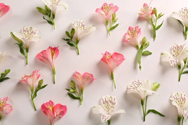 Beyaz üzerine güzel çiçekler — Stok fotoğraf