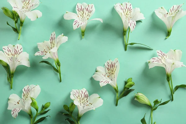 Beautiful flowers on turquoise — Stock Photo, Image