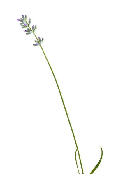 Flor de lavanda aislada en blanco — Foto de Stock