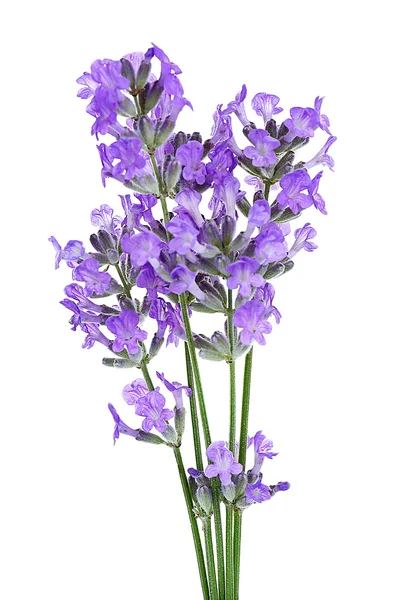 Flores de lavanda aisladas en blanco — Foto de Stock