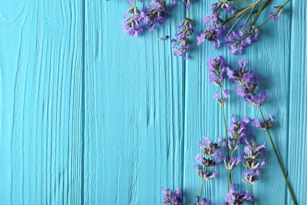 Fiori di lavanda su blu — Foto Stock