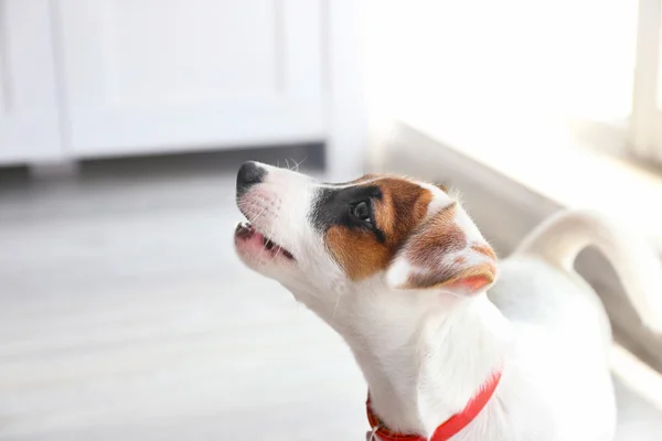 Bonito cão jack russell terrier — Fotografia de Stock