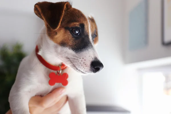 Femme tenant Jack Russell terrier — Photo