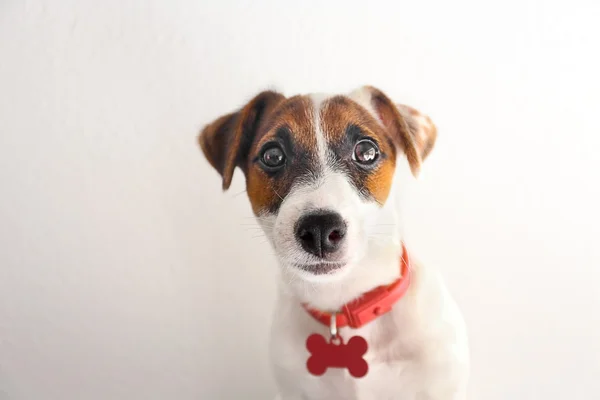 Şirin köpek Jack Russell Terrier. — Stok fotoğraf