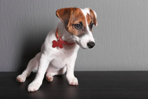 Lindo perro jack russell terrier — Foto de Stock