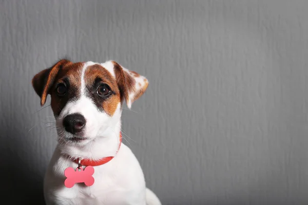 Cute pies jack Russell terrier — Zdjęcie stockowe