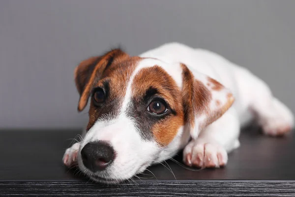 Cute cane jack russell terrier — Foto Stock