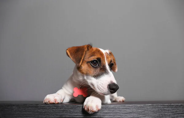 Leuke hond jack russell terrier — Stockfoto