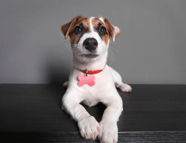 Şirin köpek Jack Russell Terrier. — Stok fotoğraf