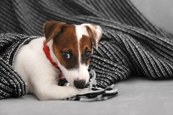 Lindo perro jack russell terrier —  Fotos de Stock