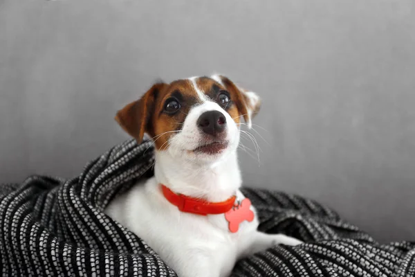 Roztomilý pes jack Russell teriér — Stock fotografie