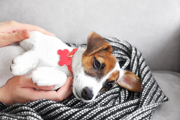 Lindo perro jack russell terrier — Foto de Stock