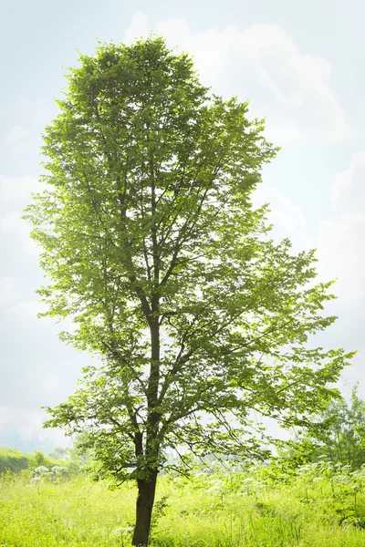 Grüner Baum im Sommer — Stockfoto