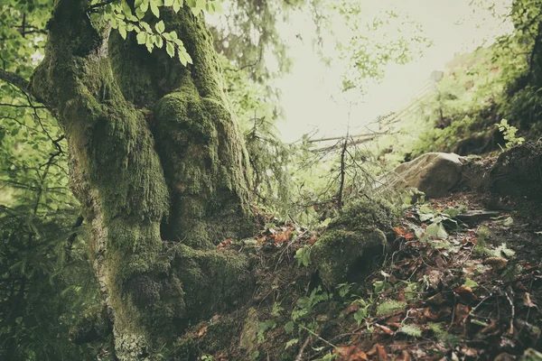 Moos am Baum, Nahaufnahme — Stockfoto