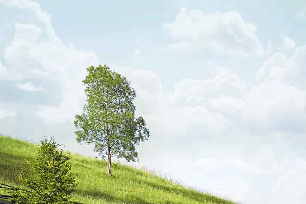 Big tree on the mountain hills — Stock Photo, Image