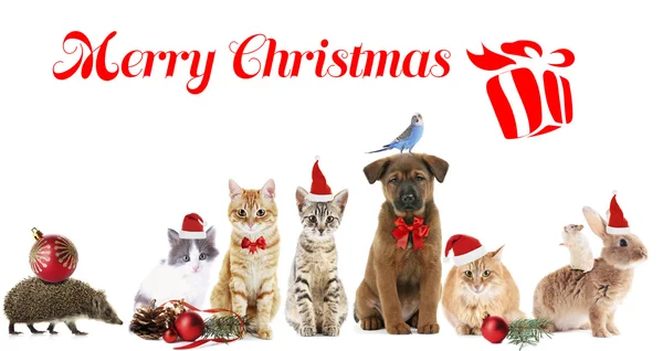 Funny christmas pets — Stock Photo, Image