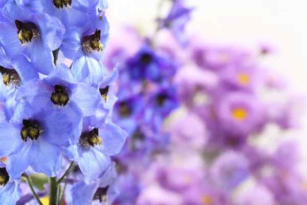 Modré delphinium květiny — Stock fotografie