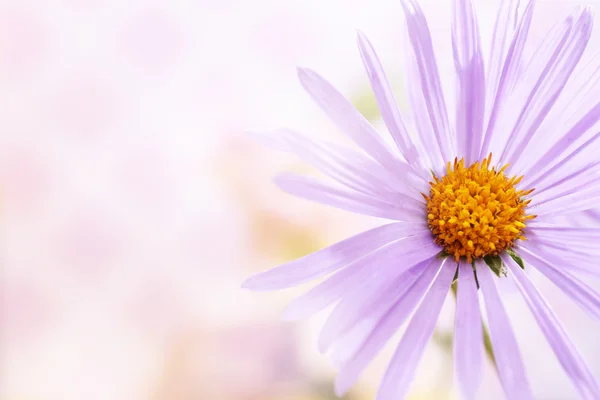 美丽的紫雏菊 — 图库照片