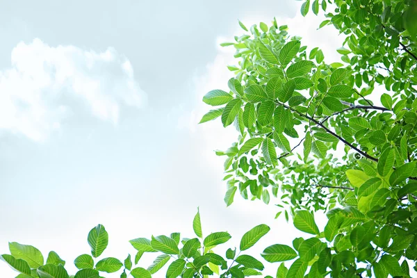 Ramas de árboles con hojas verdes — Foto de Stock