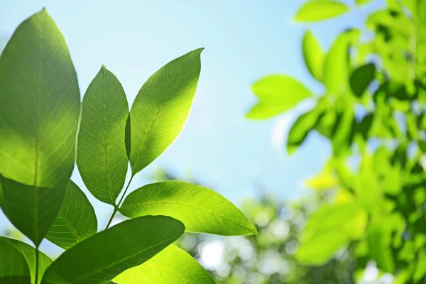 Boom takken met groene bladeren — Stockfoto