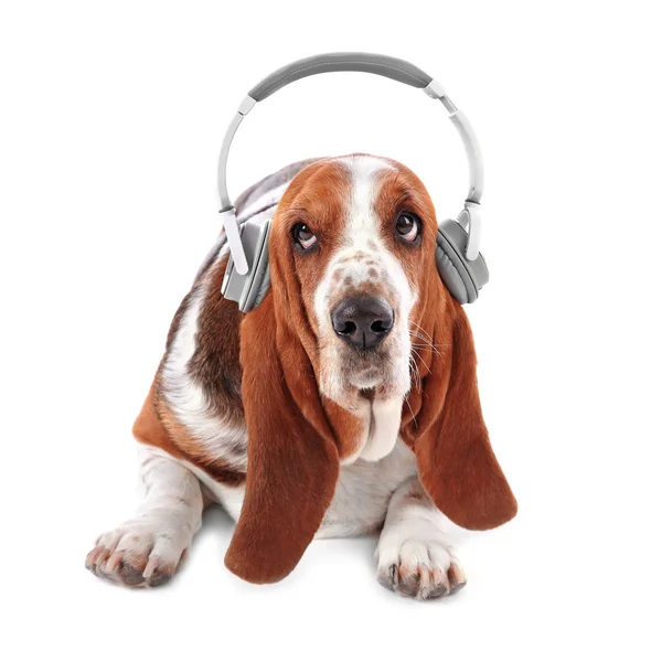 Cute puppy with headphones Stock Photo by ©belchonock 84945768
