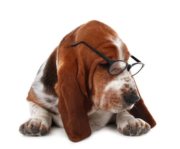 Basset Hound dog w okularach — Zdjęcie stockowe