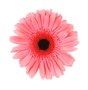 Arka plan üzerinde güzel çiçek