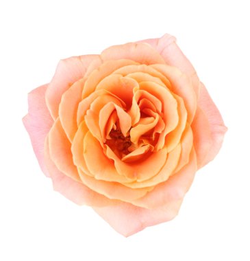 Arka plan üzerinde pembe Gül