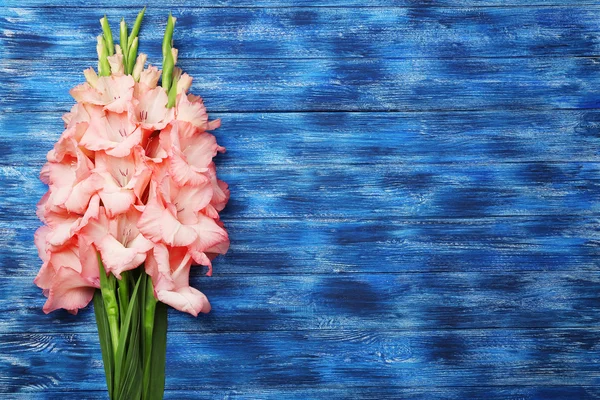 Vackra gladiolus blommor — Stockfoto