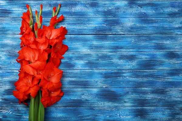 Beautiful gladiolus flowers — Stock Photo, Image