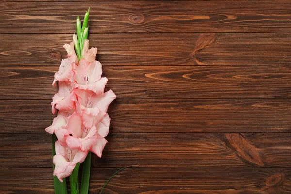 Belles fleurs de gladiolus — Photo